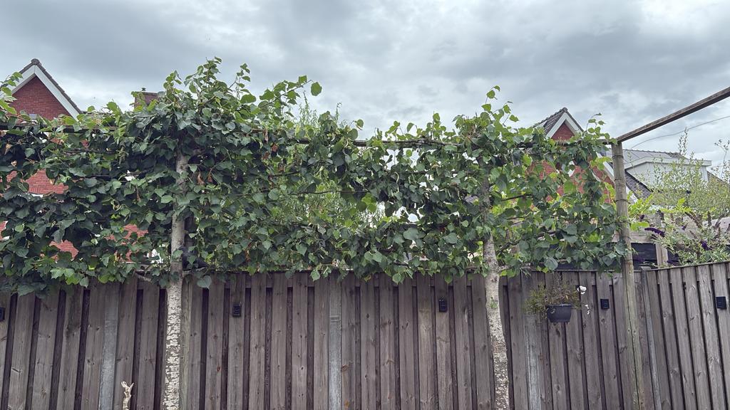 Leilinden 4 stuks, zelf uitgraven, Bloeit niet, Leiboom, 100 tot 250 cm, Ophalen