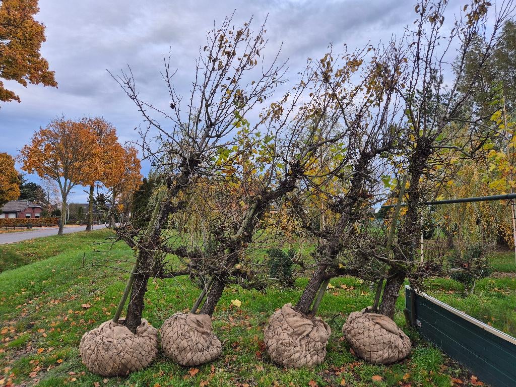 vruchtbomen, Ophalen of Verzenden, Minder dan 100 cm, Overige soorten, Lente