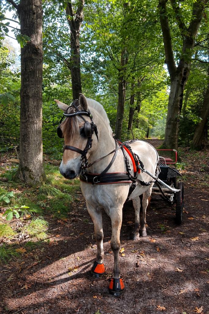 Enkelspan borsttuig  LEATHERTECH COMBI Ideal Equestrian COB, Ophalen of Verzenden