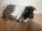 Lief choco buff wit peruvian cavia meisje, Dieren en Toebehoren, Knaagdieren, Vrouwelijk, Tam, Maart, Cavia