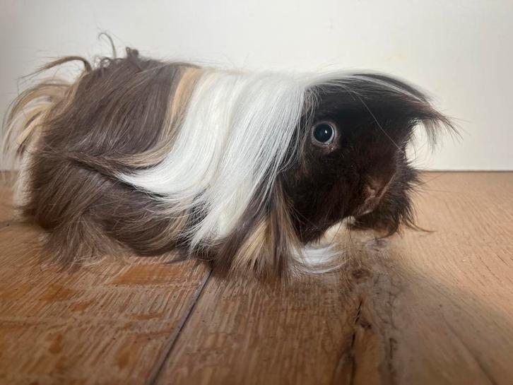 Lief choco buff wit peruvian cavia meisje, Dieren en Toebehoren, Knaagdieren, Vrouwelijk, Cavia, Maart, Tam
