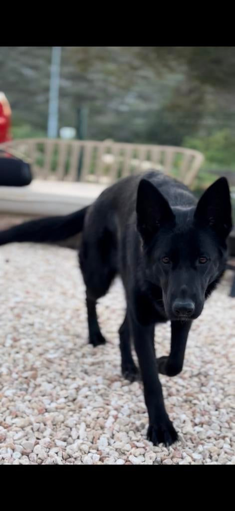 Twee zwarte duitse herder teefjes, Particulier, 1 tot 2 jaar, Buitenland, Teef