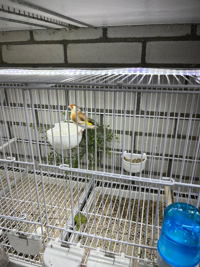 Major putter Bruine pop, Dieren en Toebehoren, Vogels | Overige Vogels, Vrouwelijk, Wildzangvogel