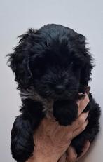 Cockapoo pup teefje, Parvo, Overige rassen, 8 tot 15 weken, Teef