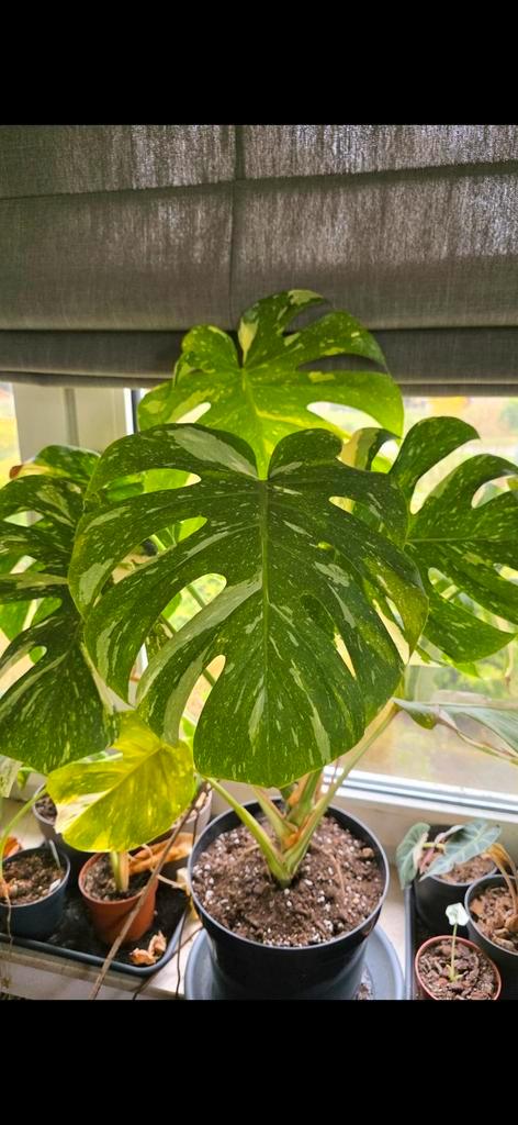 Monstera Thai Constellation - 71 cm - Volle kamerplant, Huis en Inrichting, Kamerplanten, Overige soorten, Minder dan 100 cm, Groene kamerplant