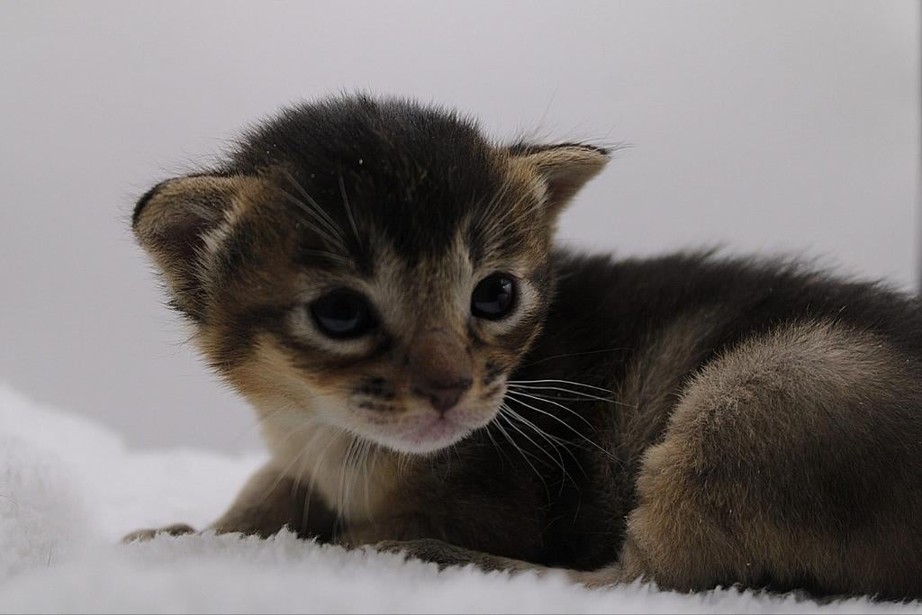 Super mooie abessijn, chausie kittens lage generatie!, Dieren en Toebehoren, Kater, Met stamboom, 0 tot 2 jaar