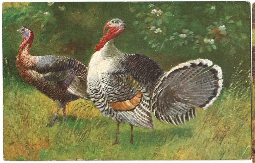 Jt20-397   Pluimvee, Verzenden, Voor 1920, Gelopen, Noord-Holland