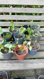 Tuinjudaspenning, Ophalen, Overige soorten, Volle zon