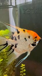 Maanvis koi volwassen en twee jongere, Vis