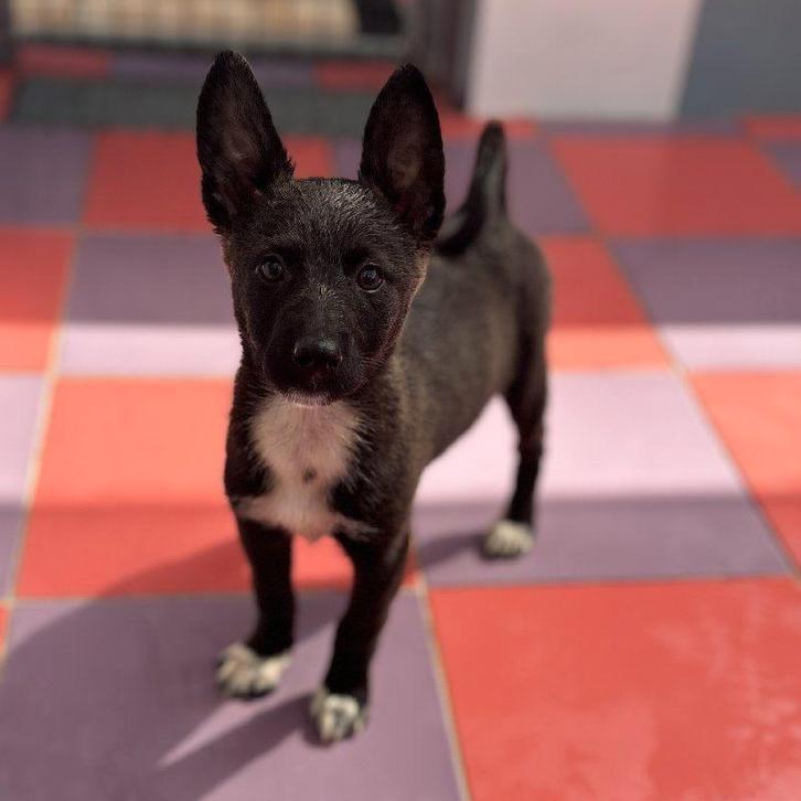 ACE: Irmine is een leuke en zeer sociale pup, Dieren en Toebehoren, Honden | Niet-rashonden, Middel, Teef, Particulier, Eén hond