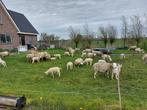 Nat lam fleslam potlam leblam, Dieren en Toebehoren, Mannelijk, Schaap, 0 tot 2 jaar