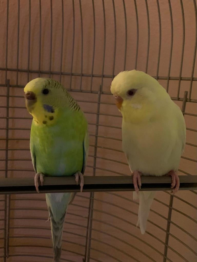 Kopel grasparkieten halfjaar oud, Dieren en Toebehoren, Vogels | Parkieten en Papegaaien, Meerdere dieren, Parkiet