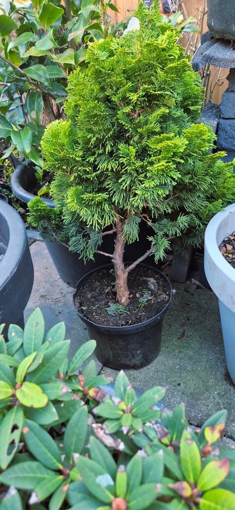 Chamaecyparis obtusa 'Aurora' Bonsai Conifeer, Tuin en Terras, Ophalen of Verzenden