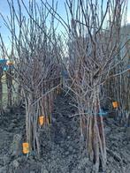 5 laagstam appel en perenbomen | Fruitbomen actie, Lente, Ophalen of Verzenden, Appelboom, Halfschaduw