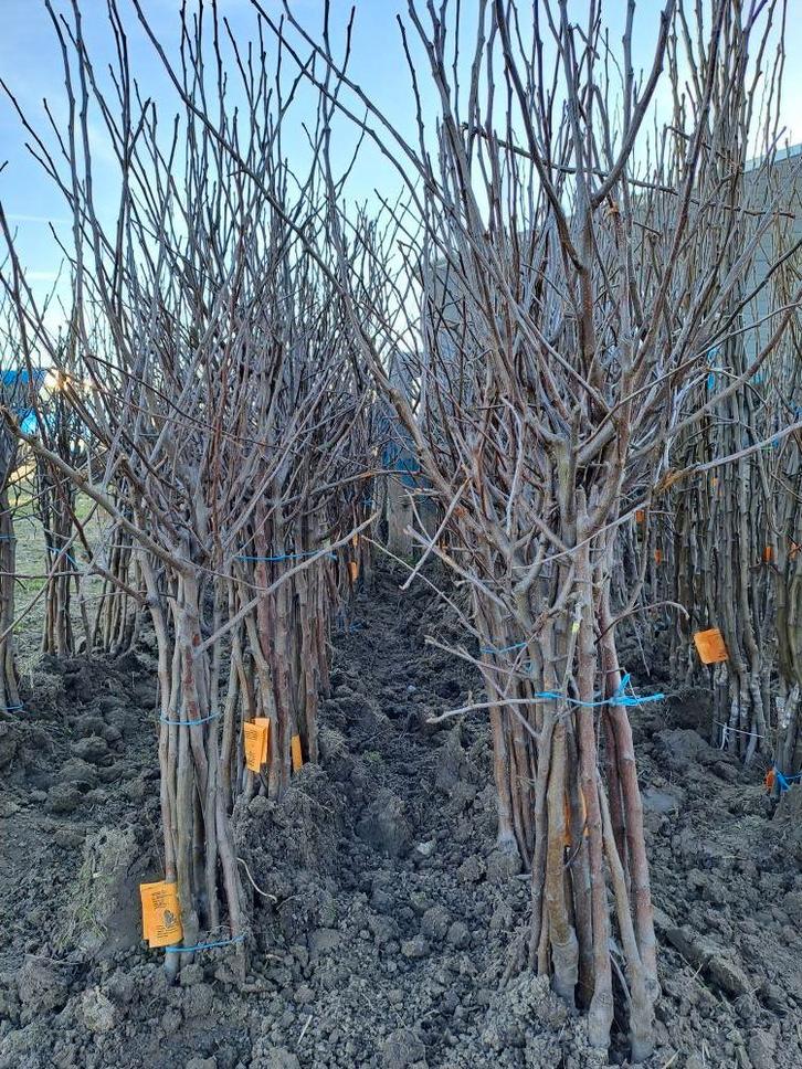 5 laagstam appel en perenbomen | Fruitbomen actie, Tuin en Terras, Planten | Fruitbomen, Appelboom, 100 tot 250 cm, Halfschaduw