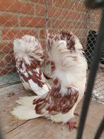 Raadsheren roodgetijgerd, Dieren en Toebehoren, Meerdere dieren