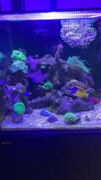 Red sea 200 XL G2 zeeaquarium, Dieren en Toebehoren, Vissen | Aquaria en Toebehoren, Ophalen, Leeg aquarium