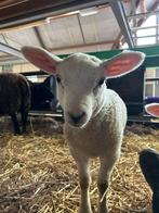 Swifter Schaap ram lammeren te koop, Mannelijk, Schaap, 0 tot 2 jaar