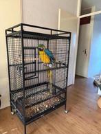 Te Koop Mooie Lieve Ara Papagaai Pop, Ophalen, Zo goed als nieuw, Aluminium, Vogelkooi