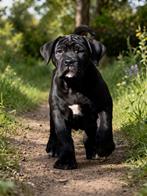 Prachtige Boerboel teefjes beschikbaar, Parvo, 8 tot 15 weken, Teef, Groot