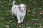 Flinke Raszuivere Australian Shepherd pups, Parvo, Nederland, Reu, 8 tot 15 weken