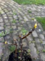 Vijgenplanten ‘Brown turkey’, Ophalen, Minder dan 100 cm, Overige soorten, Zomer