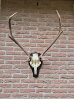 Prachtig Antiek Edelhert Gewei uit 1935 Jacht Mancave f89, Ophalen, Gebruikt, Hert, Gewei of Kop