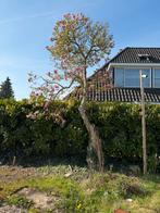 Magnolia tulpen boom roze/ paars, Verzenden, Lente, Volle zon, Overige soorten