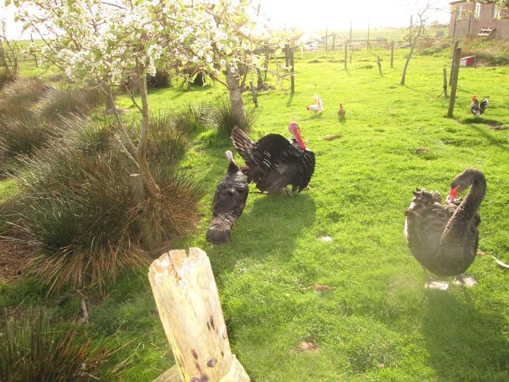 kalkoenen, Meerdere dieren, Kalkoen
