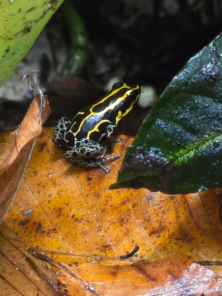 Ranitomeya french guyana, Dieren en Toebehoren, Amfibie, 0 tot 2 jaar