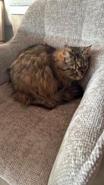 Volwassen poes, Dieren en Toebehoren, Poes