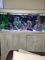 Compleet aquarium tanganyika cichliden, Vis, Zoetwatervis, Schoolvis