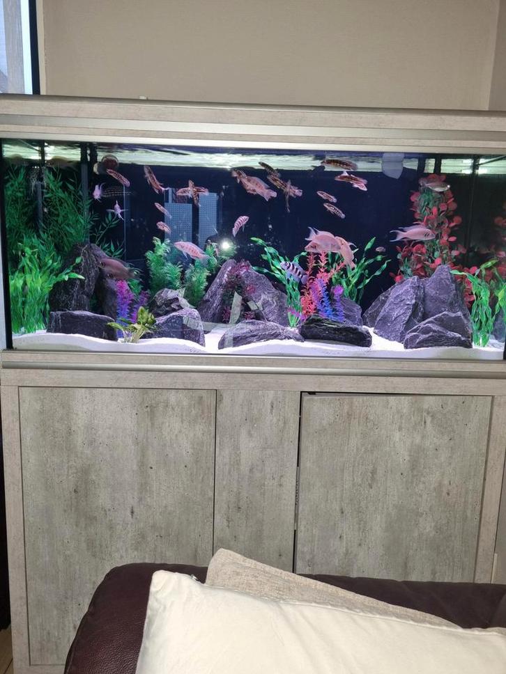 Compleet aquarium tanganyika cichliden, Dieren en Toebehoren, Vissen | Aquariumvissen, Zoetwatervis, Vis, Schoolvis