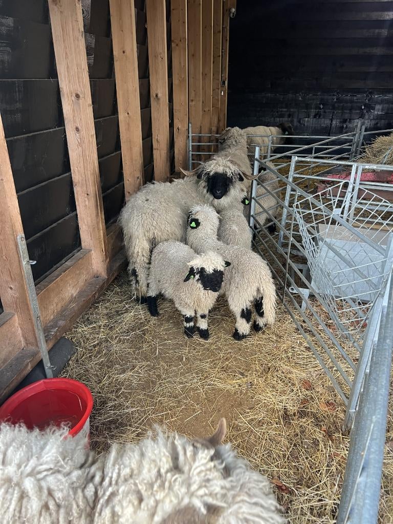Walliser schwarznase rammen, Dieren en Toebehoren, Mannelijk, Schaap, 0 tot 2 jaar