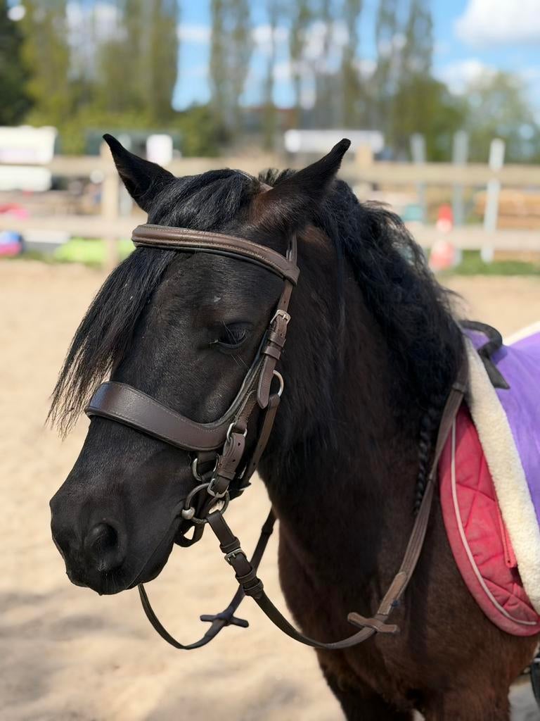 Shetlander ruin 1.05, Dieren en Toebehoren, Pony's, Ruin, Zadelmak, A pony (tot 1.17m), Recreatiepony, 3 tot 6 jaar, Met stamboom