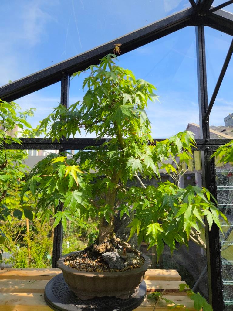 Bonsai Acer palmatum 'Orange Dream', Ophalen, Overige soorten, Halfschaduw