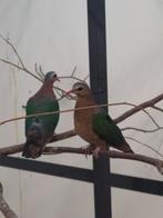 1-1 Groenvleugel duif, Dieren en Toebehoren, Meerdere dieren, Tropenvogel, Geringd