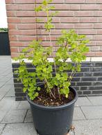 Rode bes - ras Susette, Ophalen of Verzenden, Minder dan 100 cm, Overige soorten, Lente