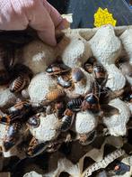 Dubia’s voer kakkerlakken, Dieren en Toebehoren, Reptielen en Amfibieën, 0 tot 2 jaar