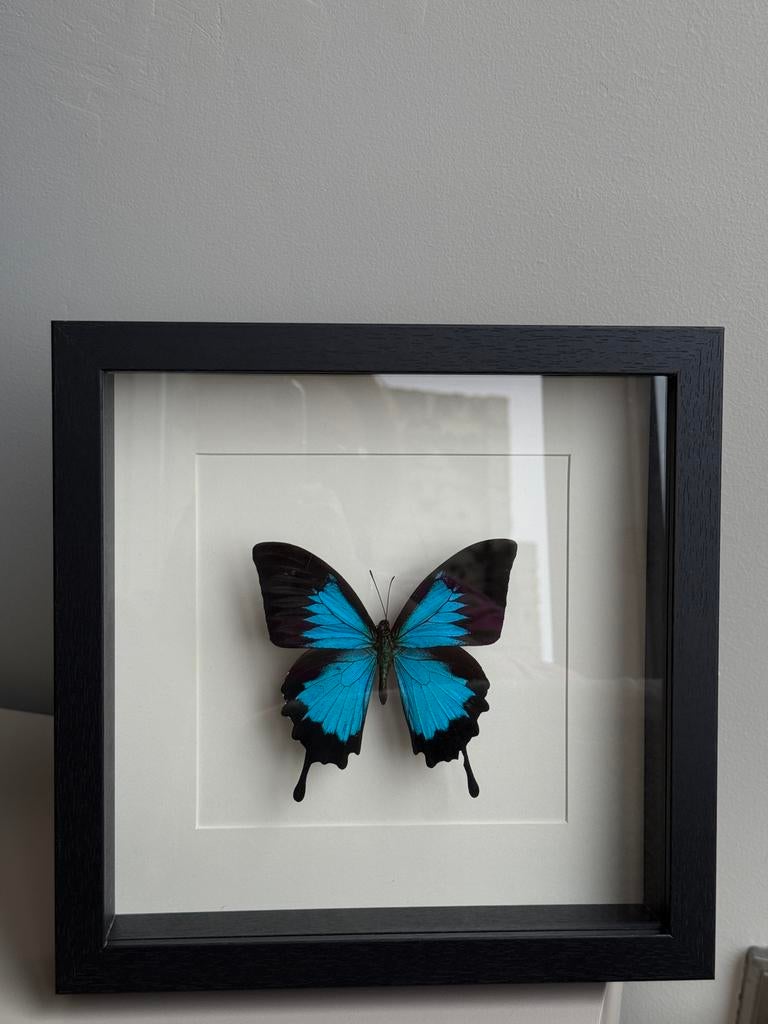 Vlinder in lijst, Antiek en Kunst, Ophalen of Verzenden