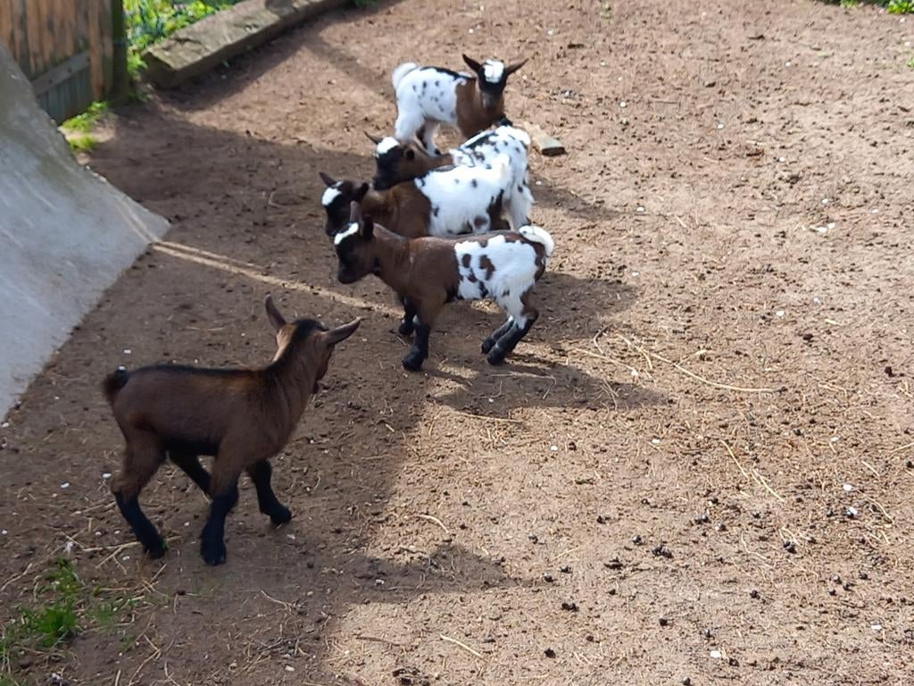 Jonge geitjes, Dieren en Toebehoren, Vrouwelijk, Geit