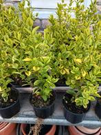 Liguster Aurio Marginata, Tuin en Terras, Ophalen, Liguster, Minder dan 100 cm