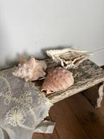 Prachtige schelpen ( 5), Ophalen of Verzenden