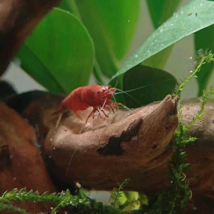Red Cherry garnalen (Neocaridina), Kreeft, Krab of Garnaal, Zoetwatervis