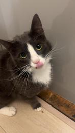 Aanhankelijke, lieve poes Molly, Dieren en Toebehoren, Katten en Kittens | Overige Katten, Poes, Langharig, 0 tot 2 jaar