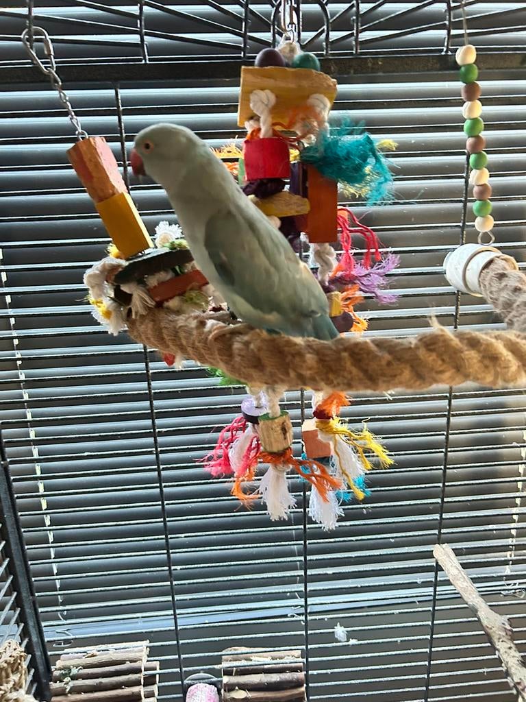 Halsband parkiet pop blauw split bont met papier, Dieren en Toebehoren, Vogels | Parkieten en Papegaaien, Vrouwelijk, Parkiet