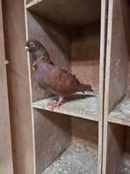 Figurita doffer 2025, Mannelijk