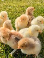 Kuikens brahma kans op krul groothoenders kippen, Dieren en Toebehoren, Pluimvee, Kip