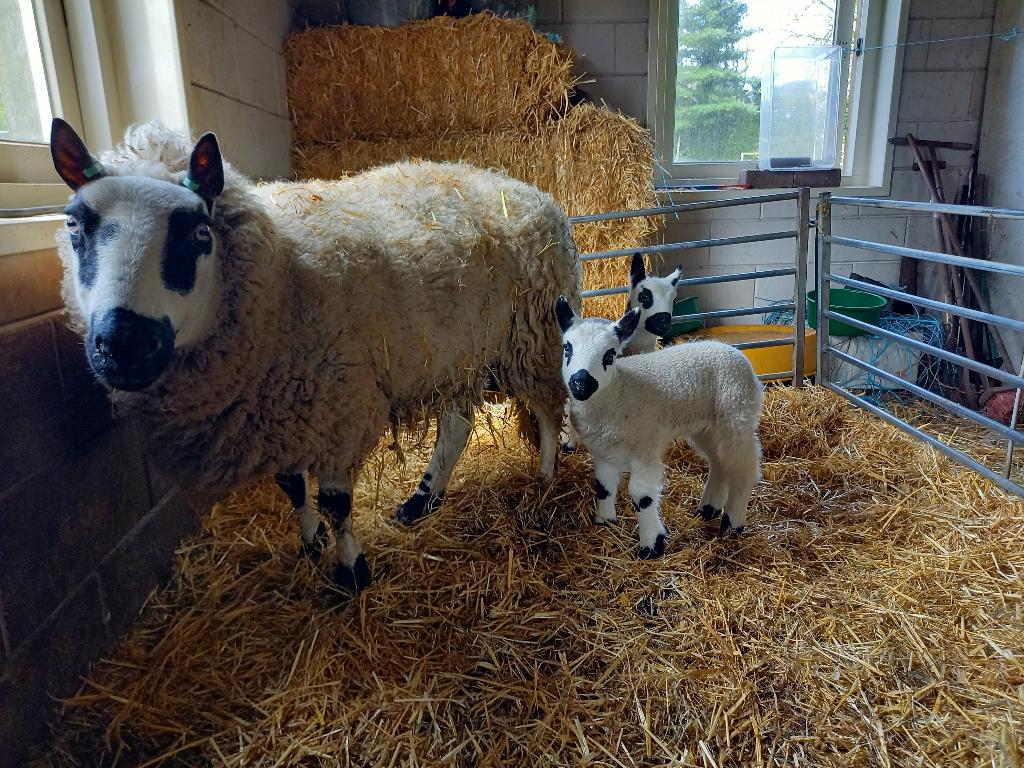 Kerry Hill ooi met lammeren te koop, Dieren en Toebehoren, Schapen, Geiten en Varkens, Meerdere dieren, Schaap