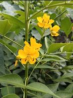 Senna corymbosa , Cassia corymbosa - Argentijnse Senna zaden, Ophalen of Verzenden, Gehele jaar, Volle zon, Zaad